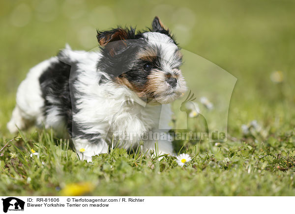 Biewer Yorkshire Terrier on meadow / RR-81606