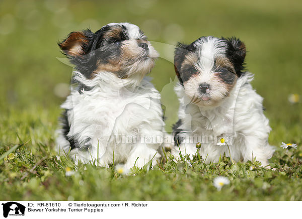 Biewer Yorkshire Terrier Welpen / Biewer Yorkshire Terrier Puppies / RR-81610
