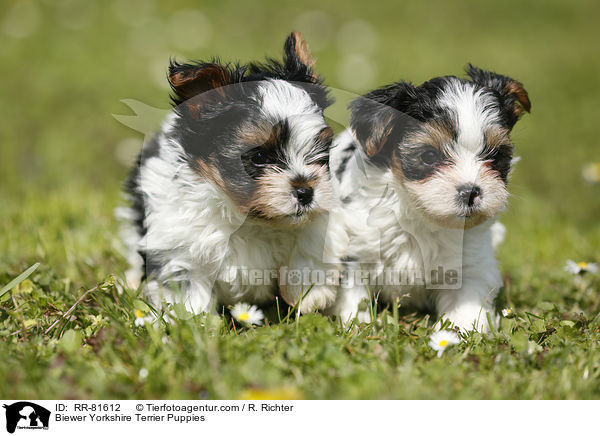 Biewer Yorkshire Terrier Welpen / Biewer Yorkshire Terrier Puppies / RR-81612