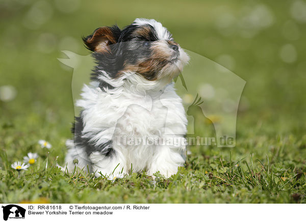 Biewer Yorkshire Terrier on meadow / RR-81618