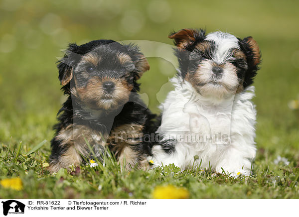 Yorkshire Terrier und Biewer Terrier / Yorkshire Terrier and Biewer Terrier / RR-81622