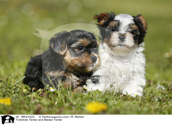 Yorkshire Terrier und Biewer Terrier / Yorkshire Terrier and Biewer Terrier / RR-81623