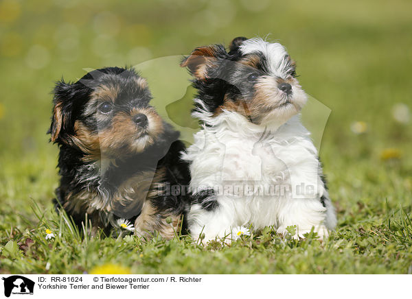 Yorkshire Terrier und Biewer Terrier / Yorkshire Terrier and Biewer Terrier / RR-81624
