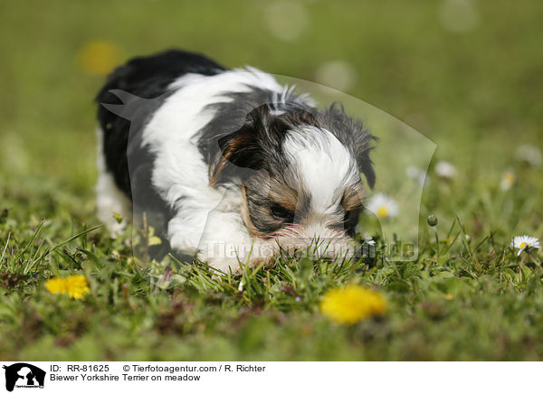 Biewer Yorkshire Terrier auf der Wiese / Biewer Yorkshire Terrier on meadow / RR-81625