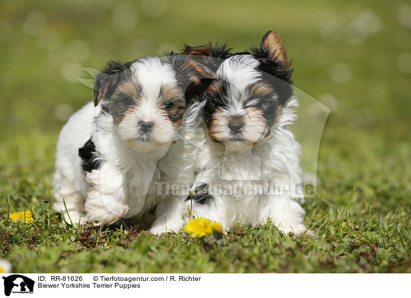 Biewer Yorkshire Terrier Welpen / Biewer Yorkshire Terrier Puppies / RR-81626