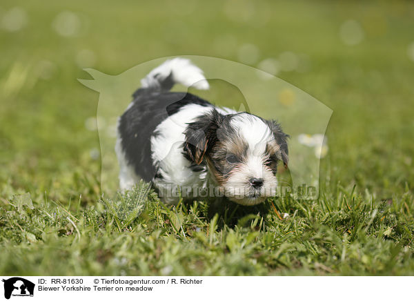 Biewer Yorkshire Terrier auf der Wiese / Biewer Yorkshire Terrier on meadow / RR-81630