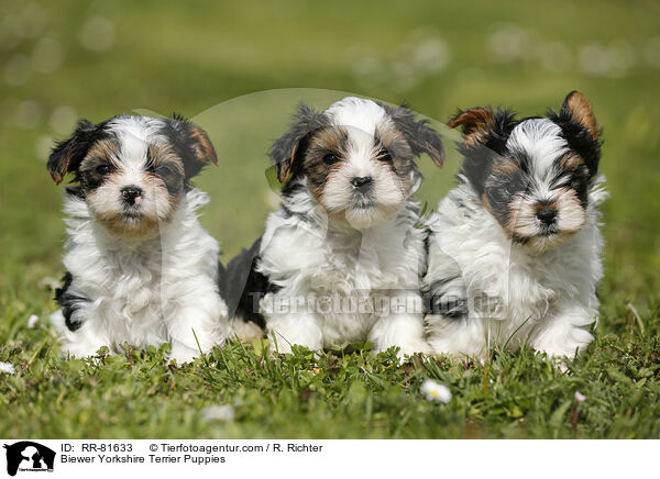 Biewer Yorkshire Terrier Welpen / Biewer Yorkshire Terrier Puppies / RR-81633