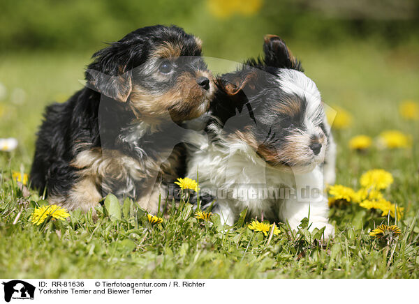 Yorkshire Terrier und Biewer Terrier / Yorkshire Terrier and Biewer Terrier / RR-81636