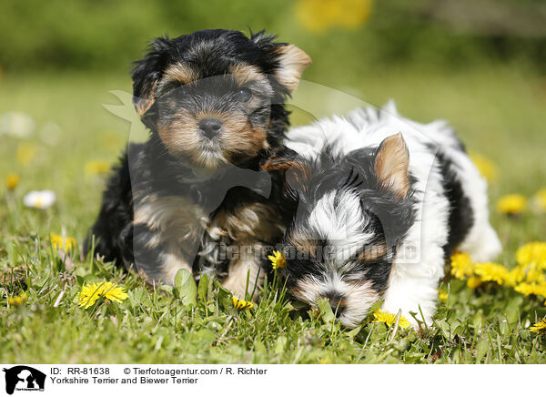 Yorkshire Terrier und Biewer Terrier / Yorkshire Terrier and Biewer Terrier / RR-81638