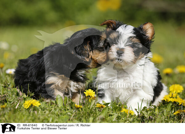 Yorkshire Terrier und Biewer Terrier / Yorkshire Terrier and Biewer Terrier / RR-81640