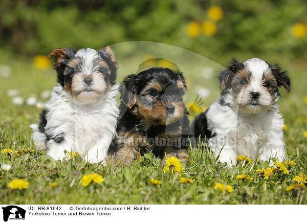 Yorkshire Terrier und Biewer Terrier / Yorkshire Terrier and Biewer Terrier / RR-81642