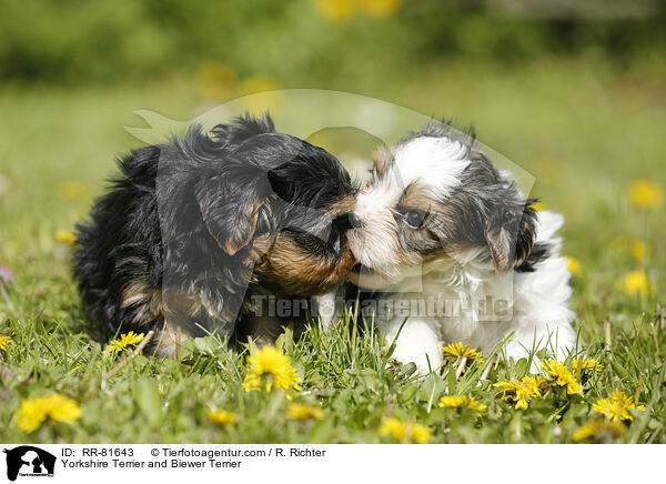 Yorkshire Terrier and Biewer Terrier / RR-81643