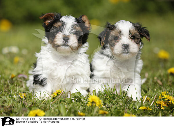 Biewer Yorkshire Terrier Puppies / RR-81645