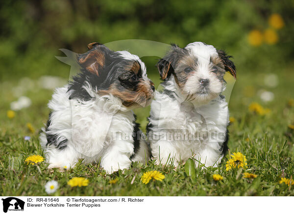 Biewer Yorkshire Terrier Welpen / Biewer Yorkshire Terrier Puppies / RR-81646