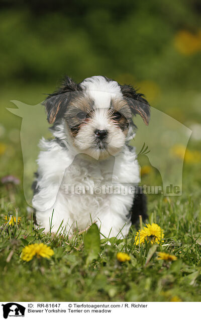 Biewer Yorkshire Terrier on meadow / RR-81647