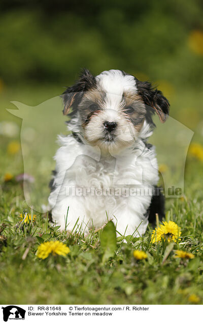 Biewer Yorkshire Terrier auf der Wiese / Biewer Yorkshire Terrier on meadow / RR-81648