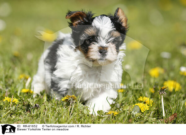 Biewer Yorkshire Terrier auf der Wiese / Biewer Yorkshire Terrier on meadow / RR-81652