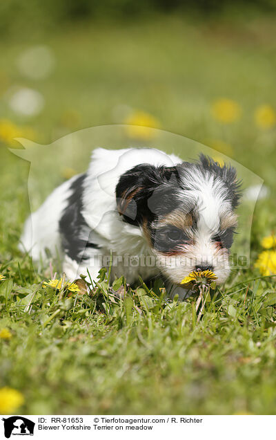 Biewer Yorkshire Terrier auf der Wiese / Biewer Yorkshire Terrier on meadow / RR-81653