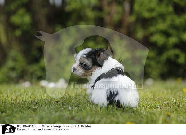 Biewer Yorkshire Terrier auf der Wiese / Biewer Yorkshire Terrier on meadow / RR-81656