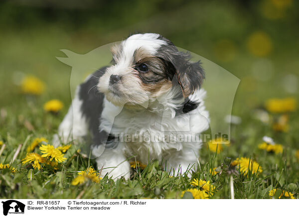 Biewer Yorkshire Terrier auf der Wiese / Biewer Yorkshire Terrier on meadow / RR-81657