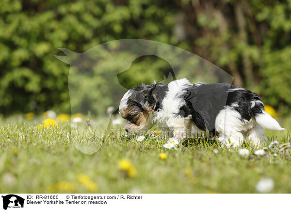 Biewer Yorkshire Terrier auf der Wiese / Biewer Yorkshire Terrier on meadow / RR-81660