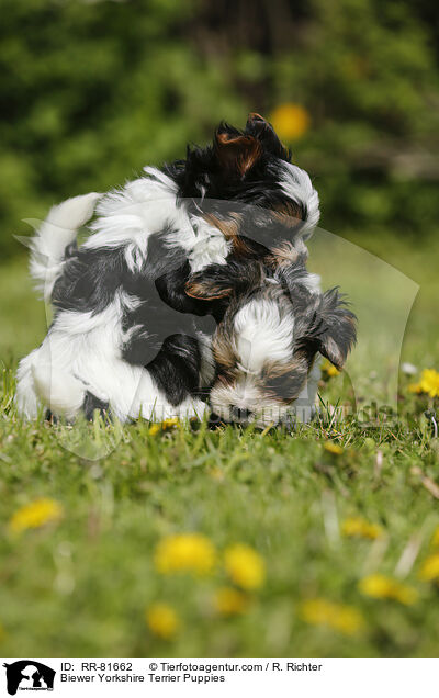 Biewer Yorkshire Terrier Puppies / RR-81662