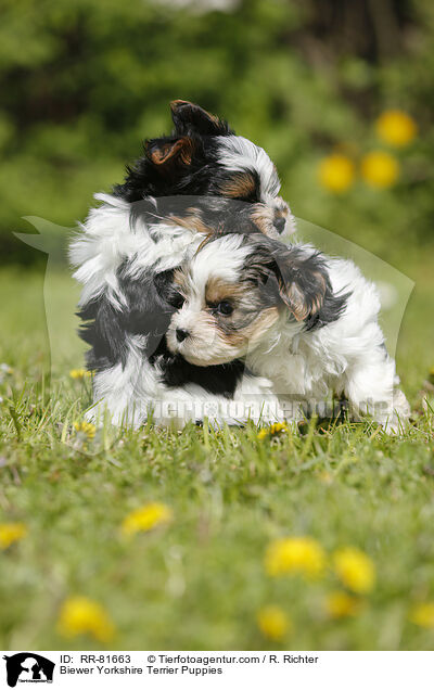 Biewer Yorkshire Terrier Welpen / Biewer Yorkshire Terrier Puppies / RR-81663