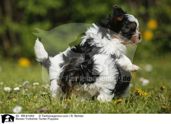 Biewer Yorkshire Terrier Welpen / Biewer Yorkshire Terrier Puppies / RR-81664