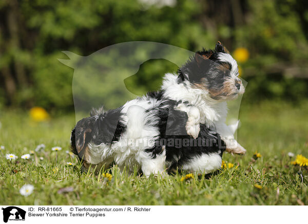 Biewer Yorkshire Terrier Welpen / Biewer Yorkshire Terrier Puppies / RR-81665