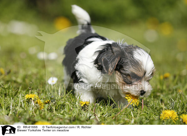 Biewer Yorkshire Terrier auf der Wiese / Biewer Yorkshire Terrier on meadow / RR-81666