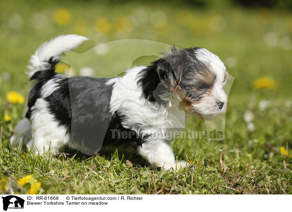 Biewer Yorkshire Terrier auf der Wiese / Biewer Yorkshire Terrier on meadow / RR-81668