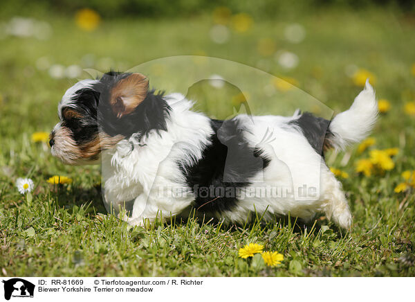Biewer Yorkshire Terrier auf der Wiese / Biewer Yorkshire Terrier on meadow / RR-81669