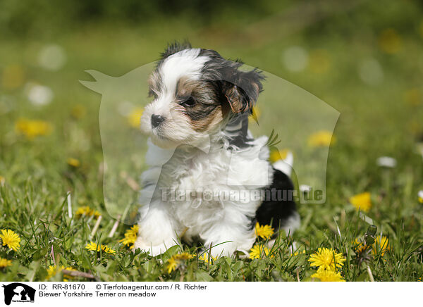 Biewer Yorkshire Terrier auf der Wiese / Biewer Yorkshire Terrier on meadow / RR-81670