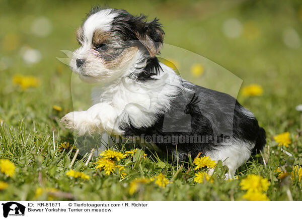 Biewer Yorkshire Terrier auf der Wiese / Biewer Yorkshire Terrier on meadow / RR-81671