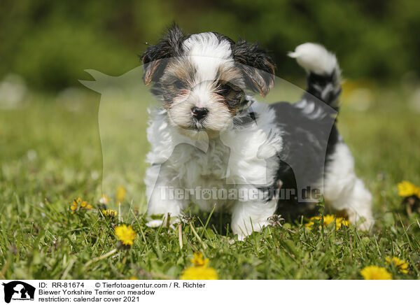 Biewer Yorkshire Terrier on meadow / RR-81674
