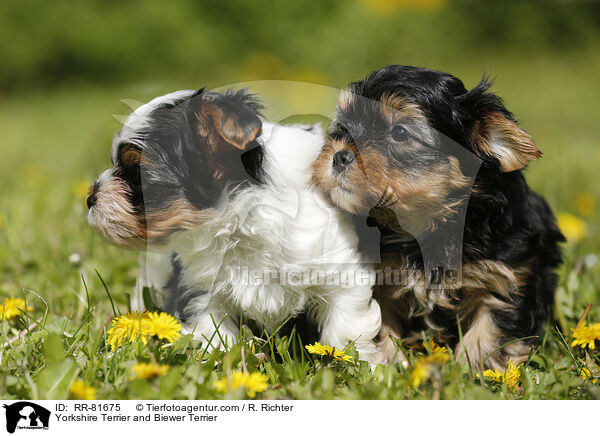 Yorkshire Terrier and Biewer Terrier / RR-81675
