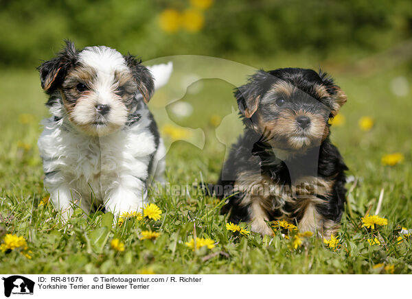 Yorkshire Terrier und Biewer Terrier / Yorkshire Terrier and Biewer Terrier / RR-81676