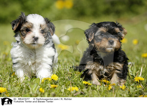 Yorkshire Terrier und Biewer Terrier / Yorkshire Terrier and Biewer Terrier / RR-81677