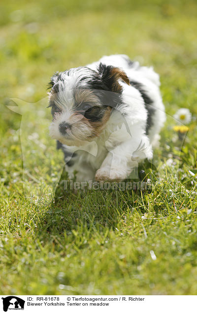 Biewer Yorkshire Terrier auf der Wiese / Biewer Yorkshire Terrier on meadow / RR-81678