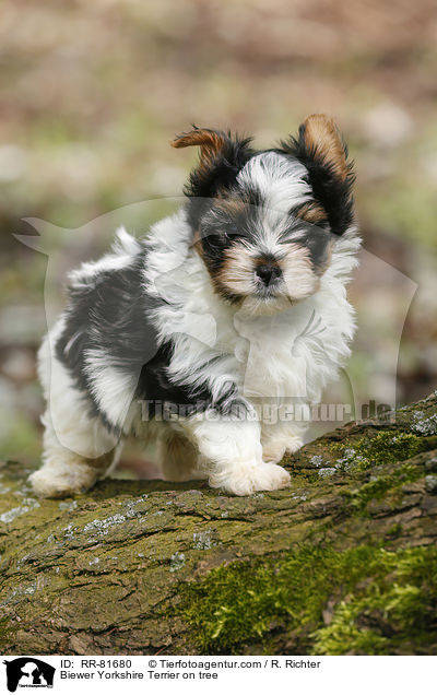 Biewer Yorkshire Terrier on tree / RR-81680