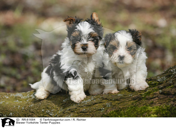 Biewer Yorkshire Terrier Puppies / RR-81684