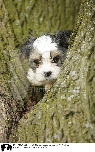Biewer Yorkshire Terrier auf Baum / Biewer Yorkshire Terrier on tree / RR-81692