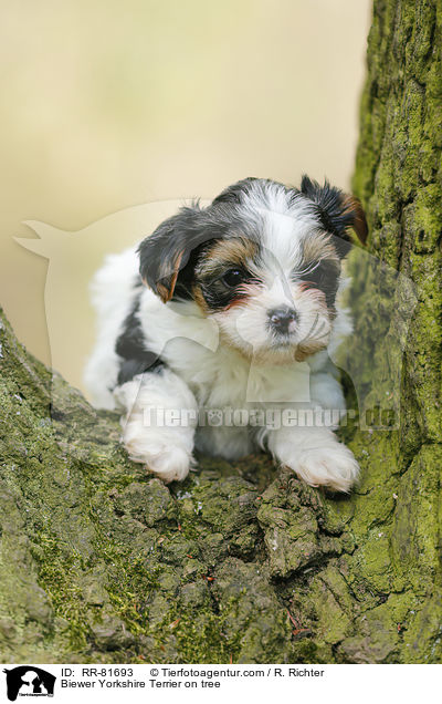 Biewer Yorkshire Terrier auf Baum / Biewer Yorkshire Terrier on tree / RR-81693
