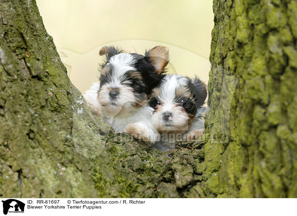Biewer Yorkshire Terrier Welpen / Biewer Yorkshire Terrier Puppies / RR-81697
