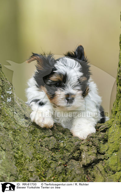 Biewer Yorkshire Terrier auf Baum / Biewer Yorkshire Terrier on tree / RR-81700