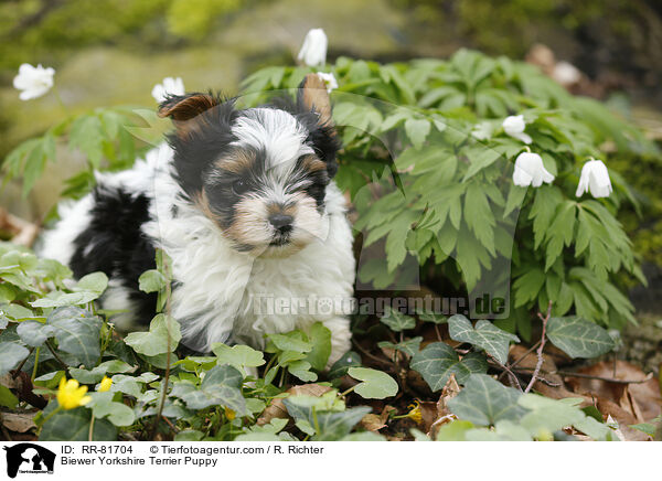 Biewer Yorkshire Terrier Welpe / Biewer Yorkshire Terrier Puppy / RR-81704