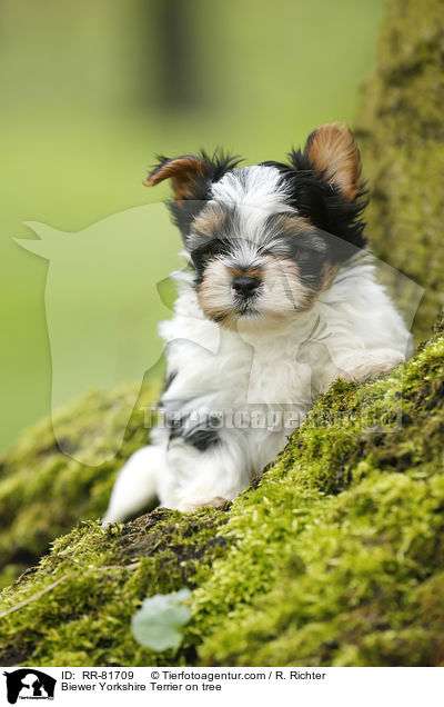 Biewer Yorkshire Terrier auf Baum / Biewer Yorkshire Terrier on tree / RR-81709