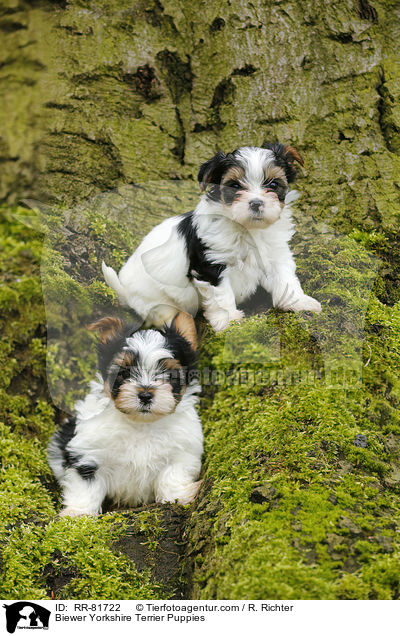Biewer Yorkshire Terrier Welpen / Biewer Yorkshire Terrier Puppies / RR-81722