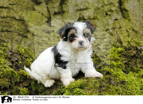Biewer Yorkshire Terrier on tree / RR-81724
