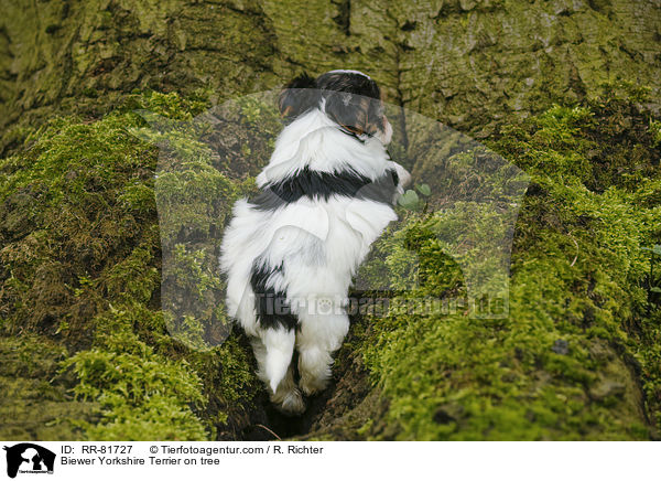 Biewer Yorkshire Terrier auf Baum / Biewer Yorkshire Terrier on tree / RR-81727